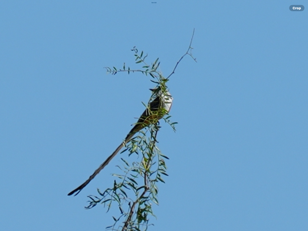 Scissor-tailed Flycatcher - ML644909983