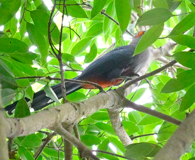 Chestnut-bellied Malkoha - ML644909989