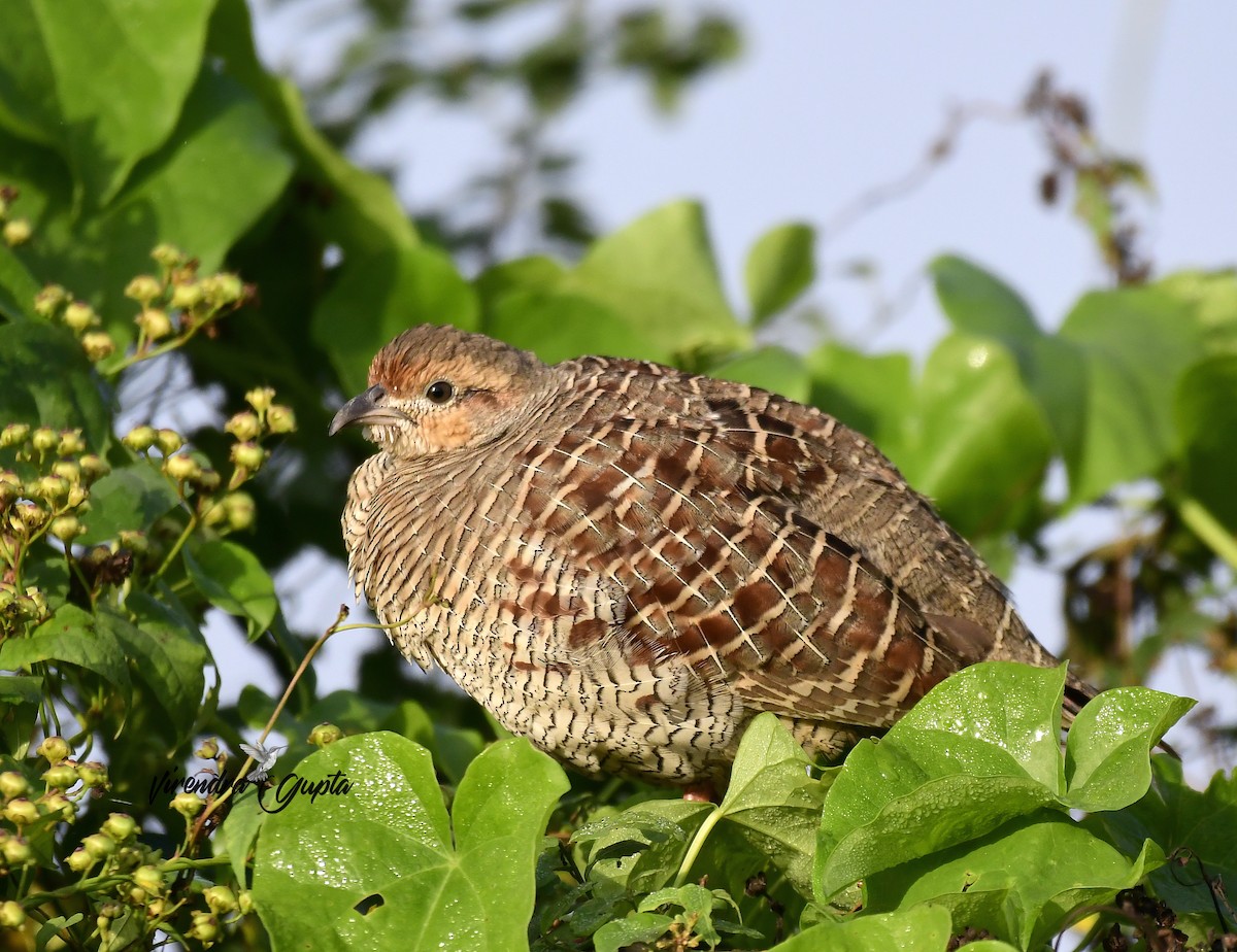 Gray Francolin - ML644909999