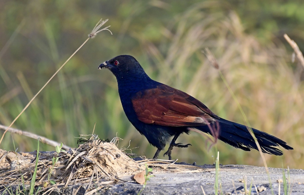 Greater Coucal - ML644910005