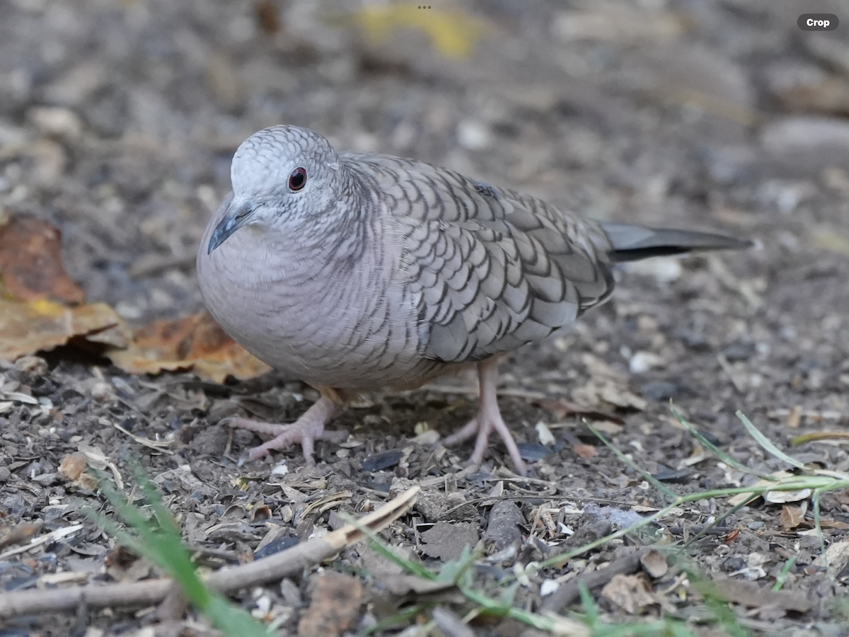 Inca Dove - ML644910012