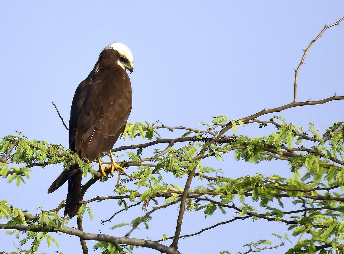 Western Marsh Harrier - ML644910030
