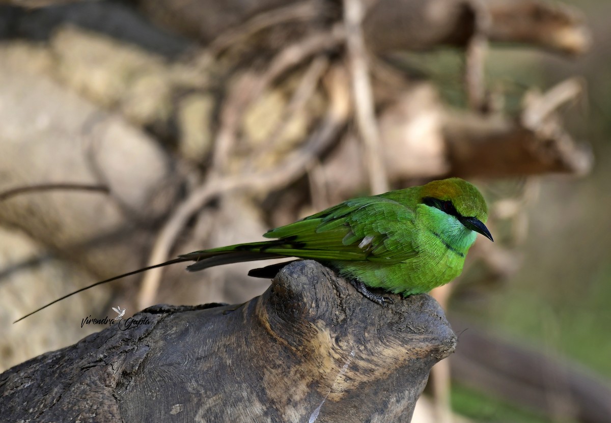 Asian Green Bee-eater - ML644910033