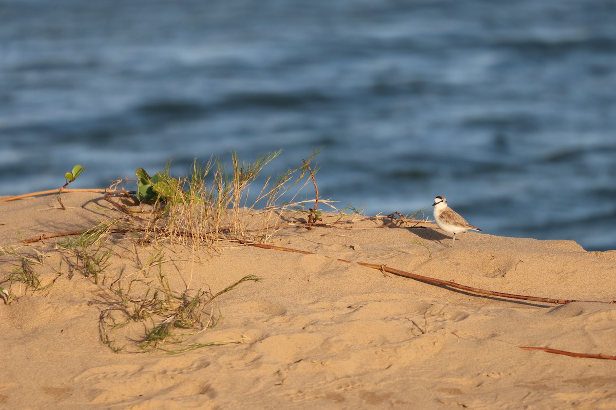 White-fronted Plover - ML644910038