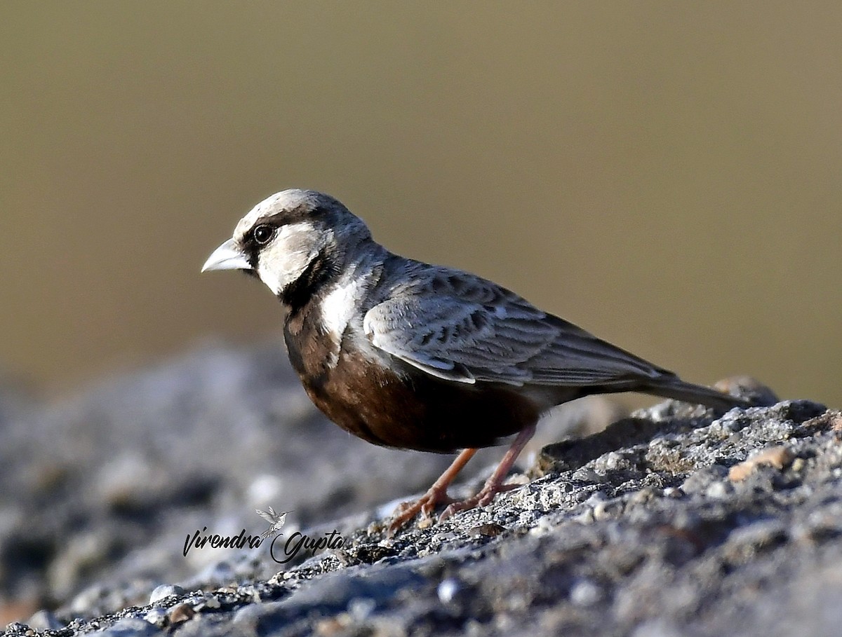 Ashy-crowned Sparrow-Lark - ML644910039