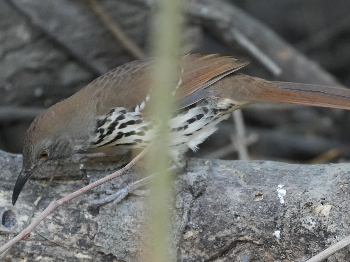 Long-billed Thrasher - ML644910042