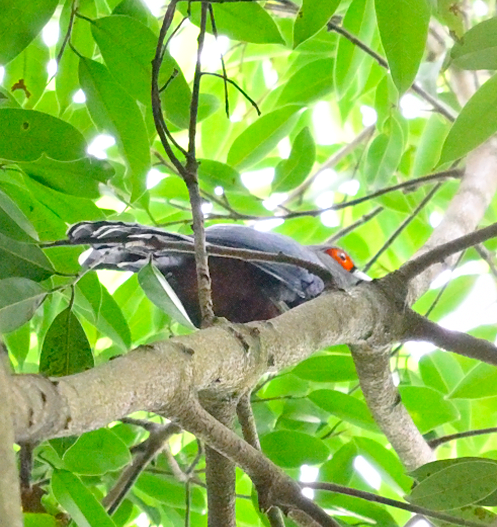 Chestnut-bellied Malkoha - ML644910045