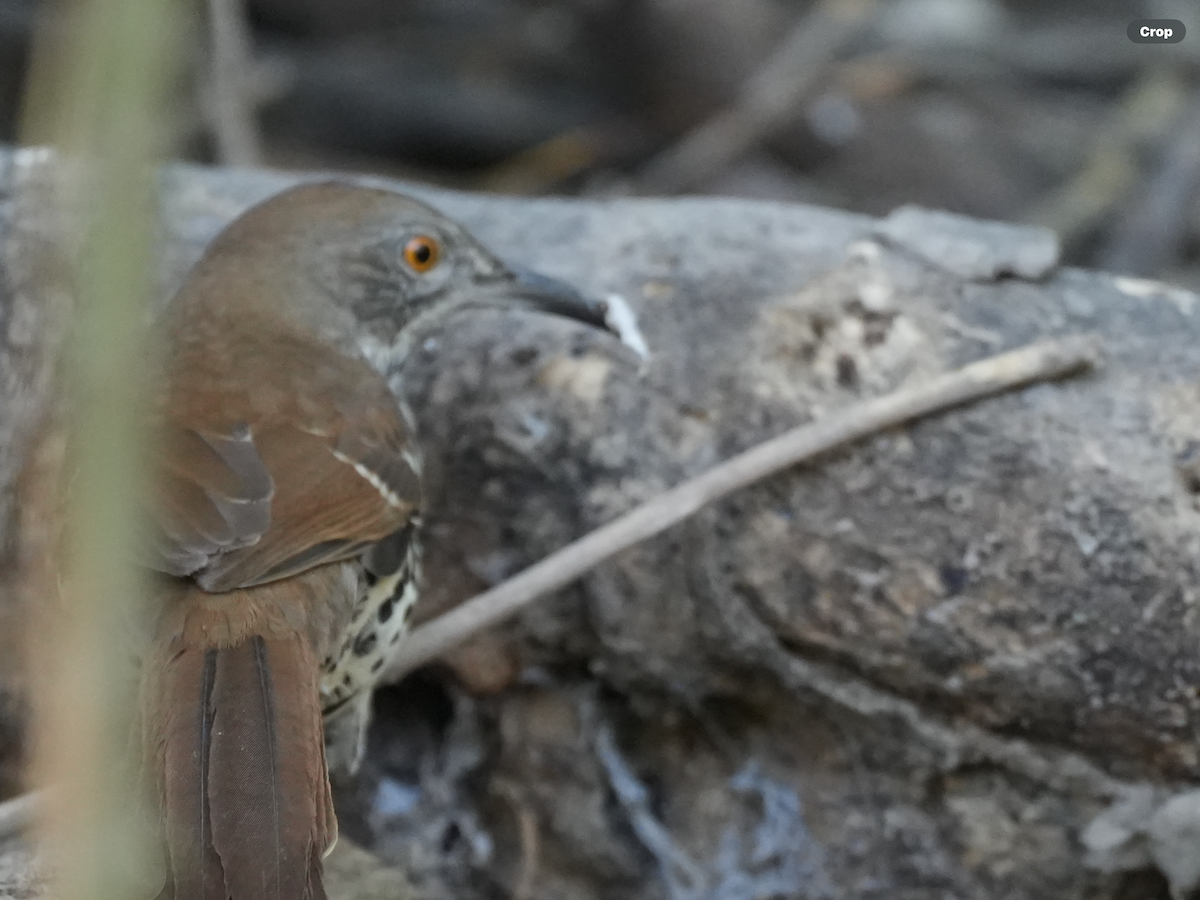 Long-billed Thrasher - ML644910060
