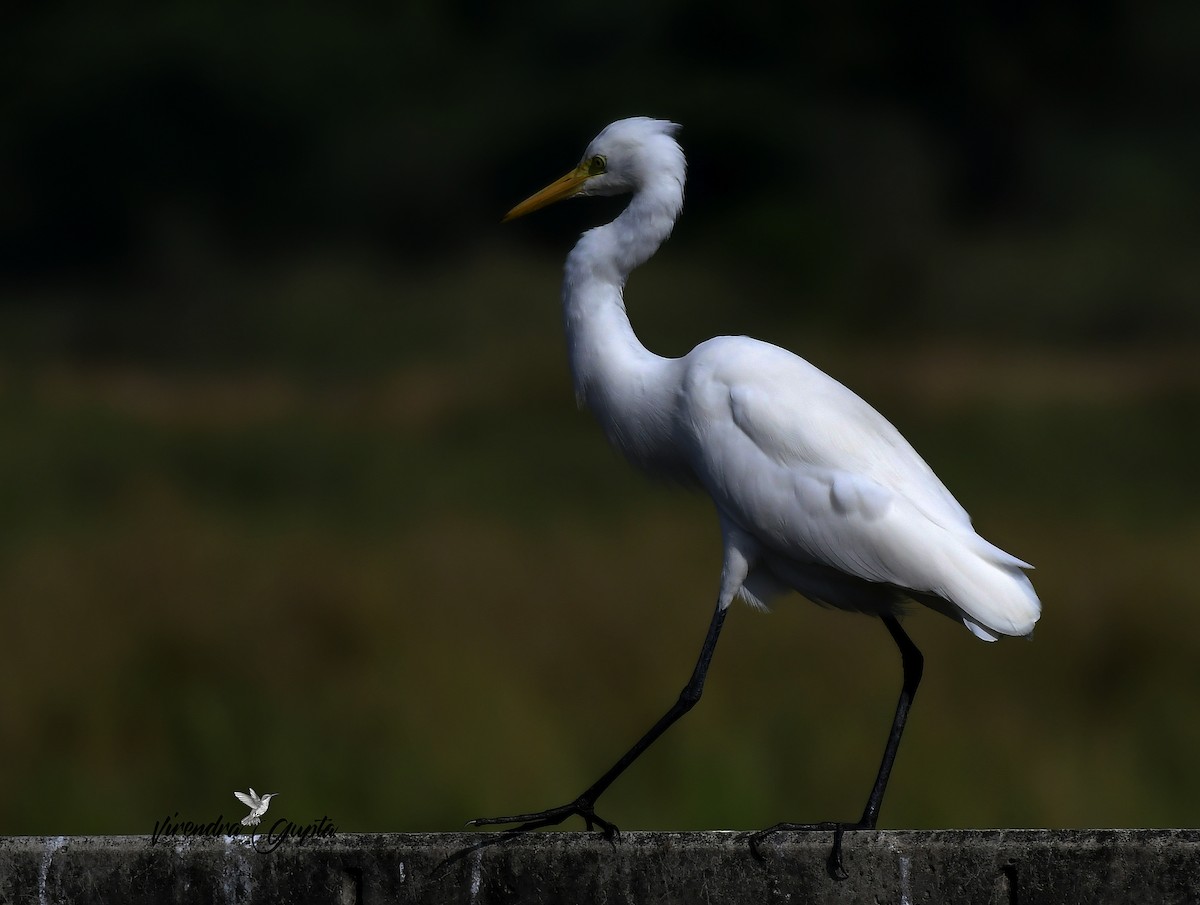 Great Egret - ML644910069