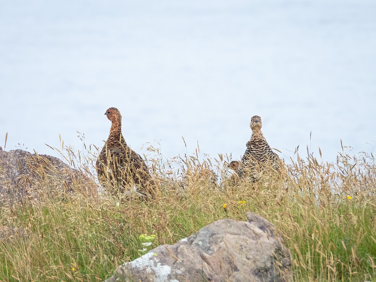 Moorschneehuhn - ML644910080