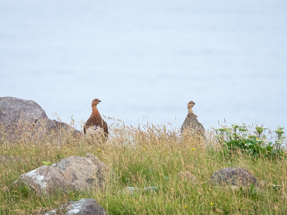 Moorschneehuhn - ML644910081