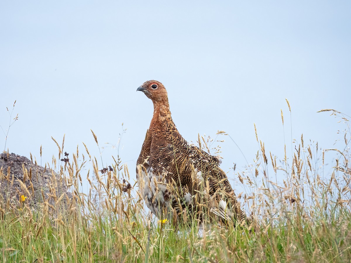 Moorschneehuhn - ML644910082