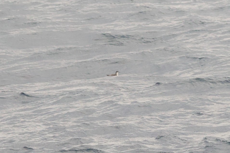 Fluttering Shearwater - ML644910094