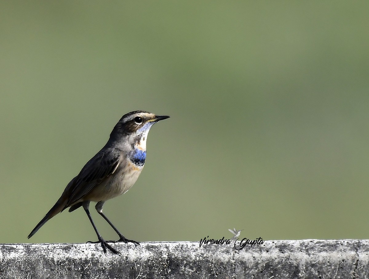 Bluethroat - ML644910095