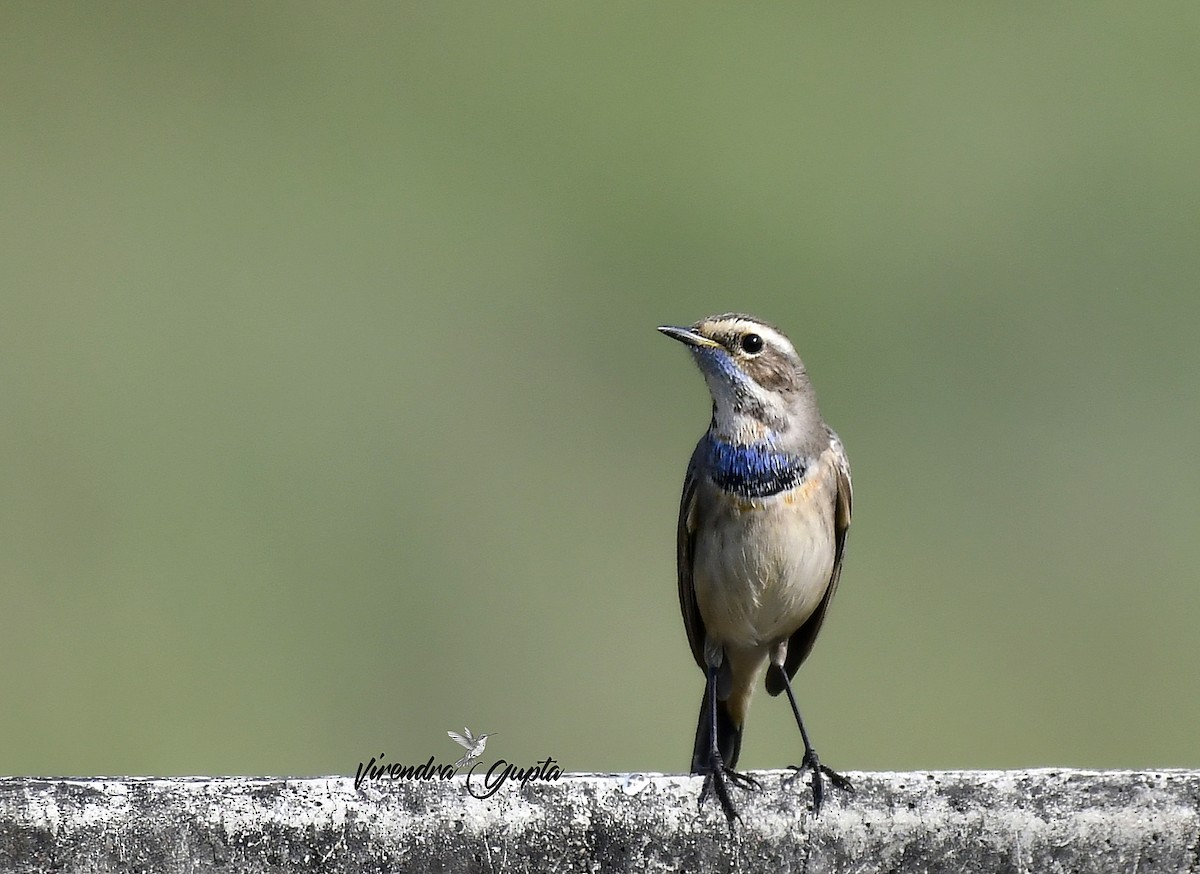 Bluethroat - ML644910098