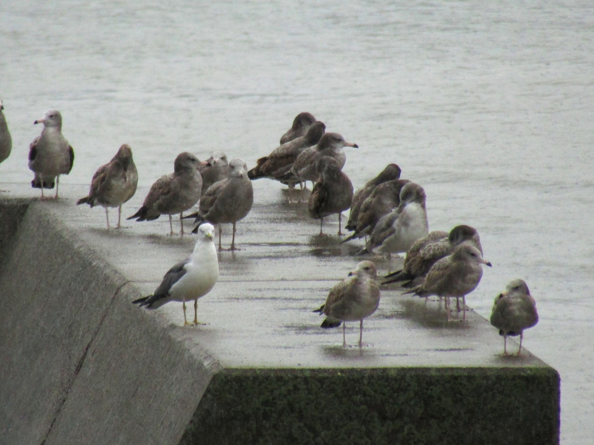 Хар сүүлт цахлай - ML644910122