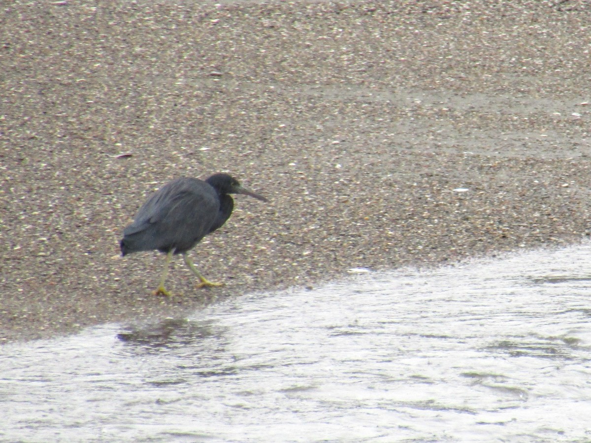 Pacific Reef-Heron - ML644910131