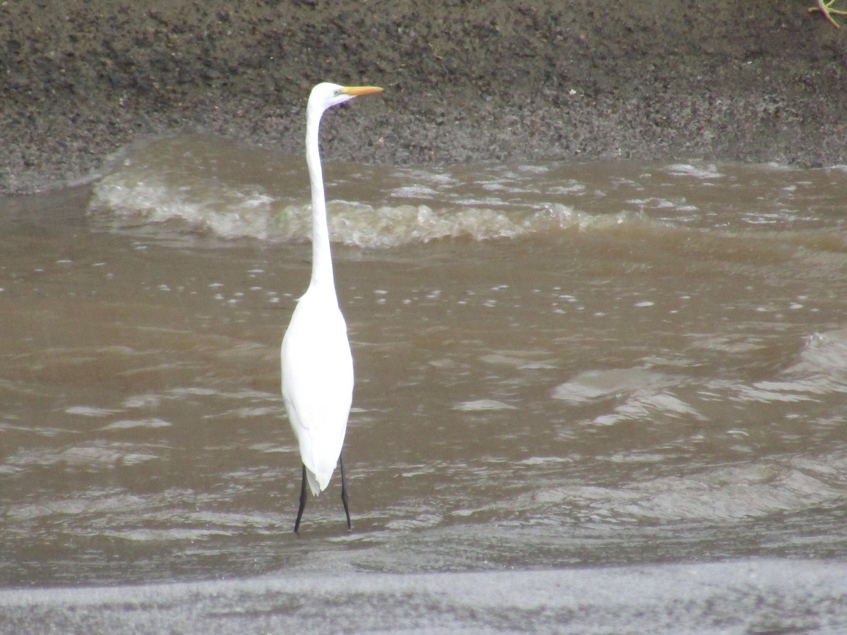 Цасч дэглий - ML644910143