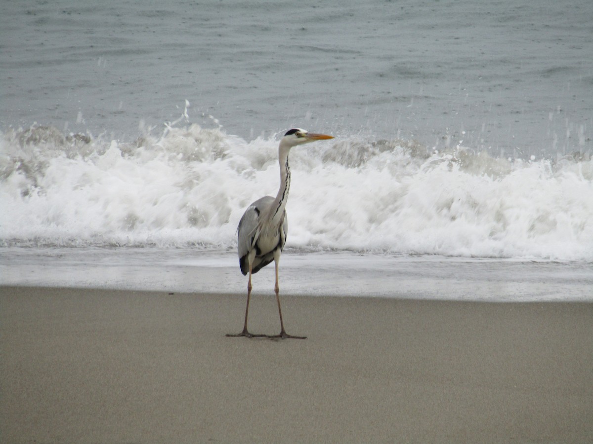 Хөх дэглий - ML644910154