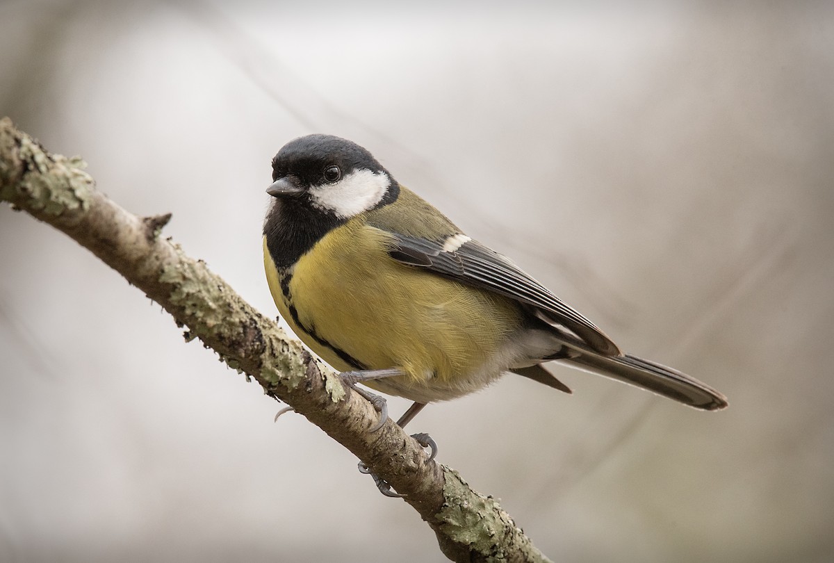 Great Tit - ML644910179