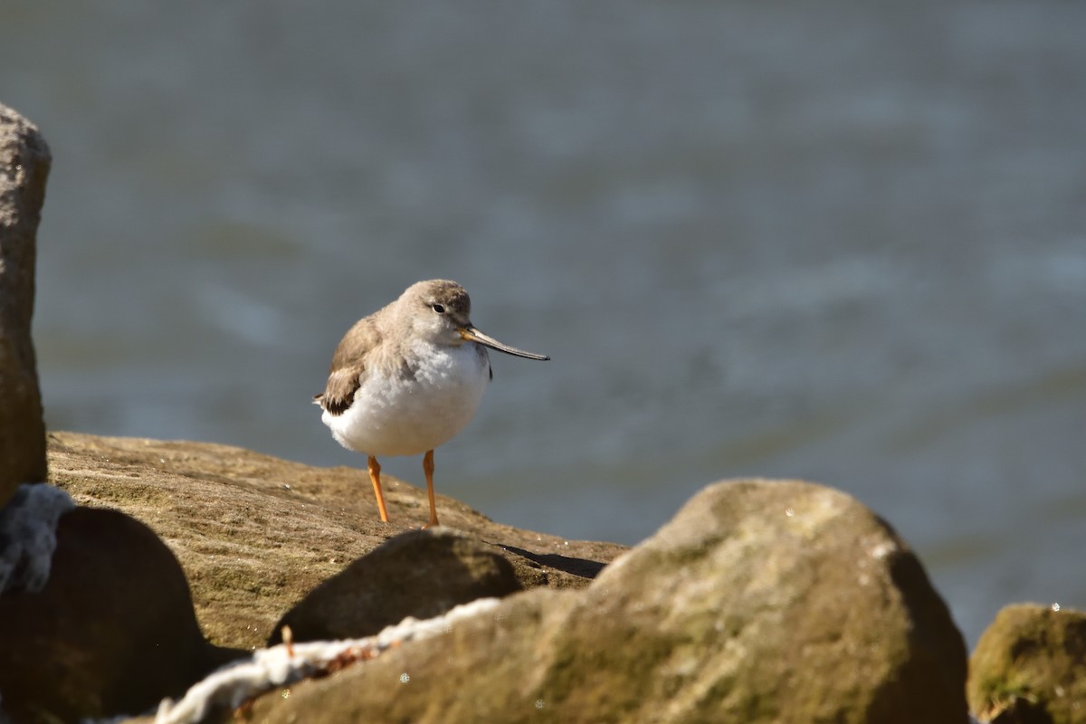 Terek Sandpiper - ML644910180