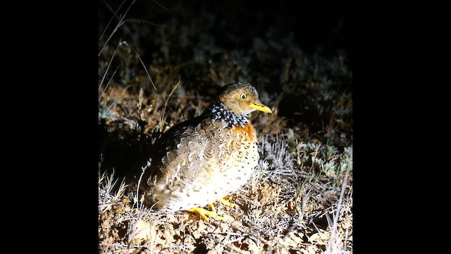 Ерант - ML644910189