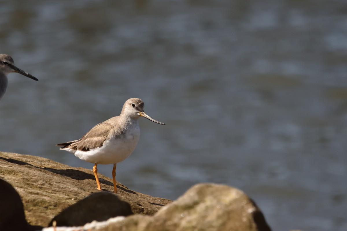 Terek Sandpiper - ML644910193