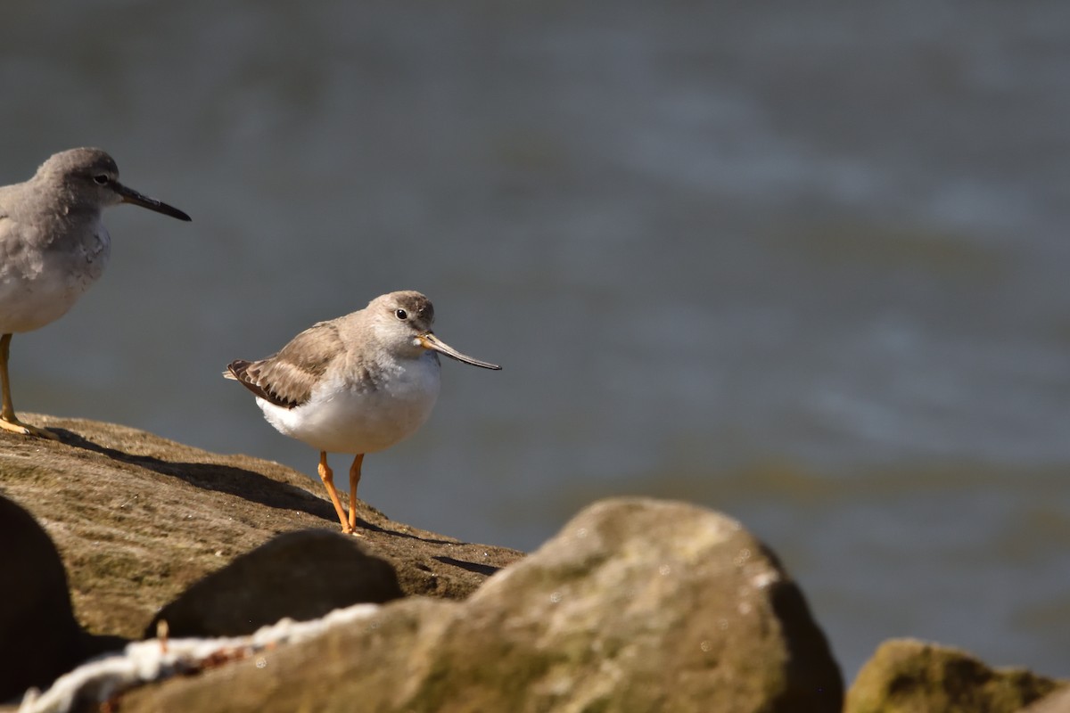 Terek Sandpiper - ML644910201
