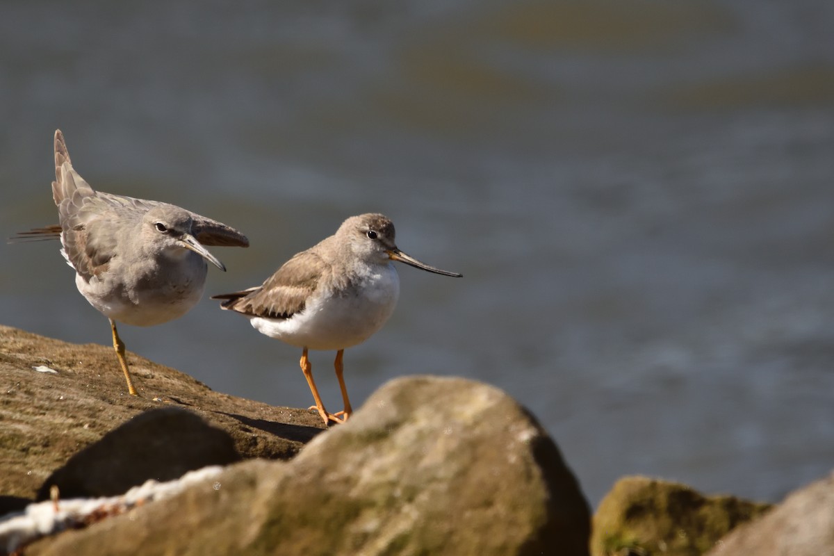 Terek Sandpiper - ML644910203