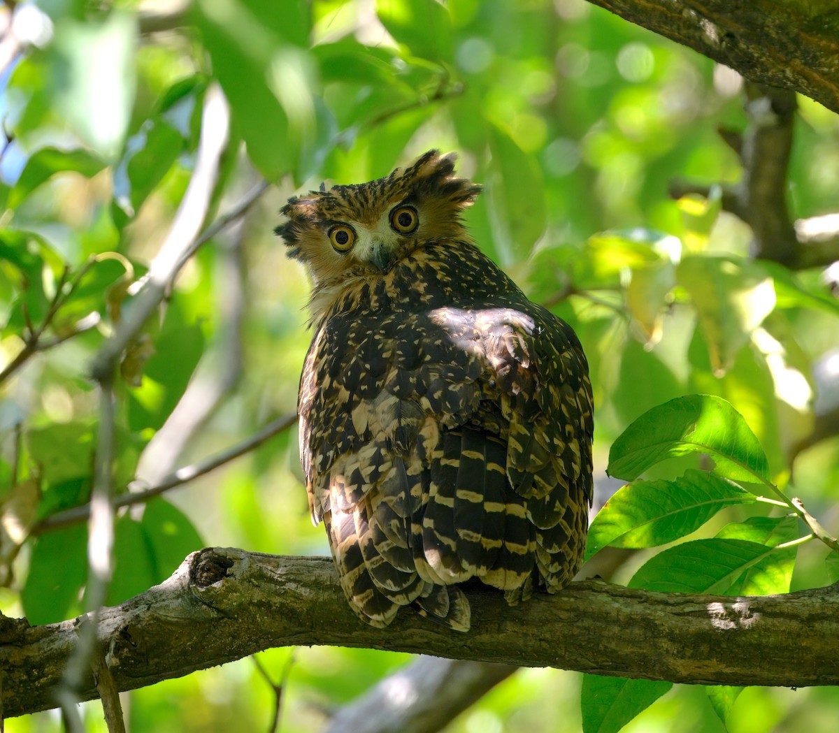 Hontz arrantzale gorrizta - ML644910235