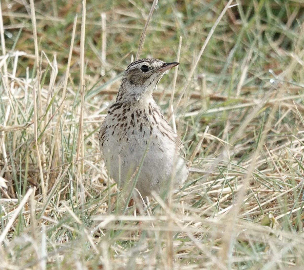 Puna Pipit - ML644910241