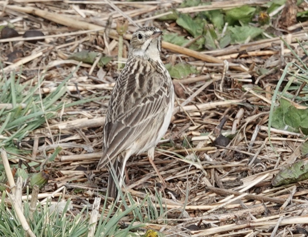 Puna Pipit - ML644910242
