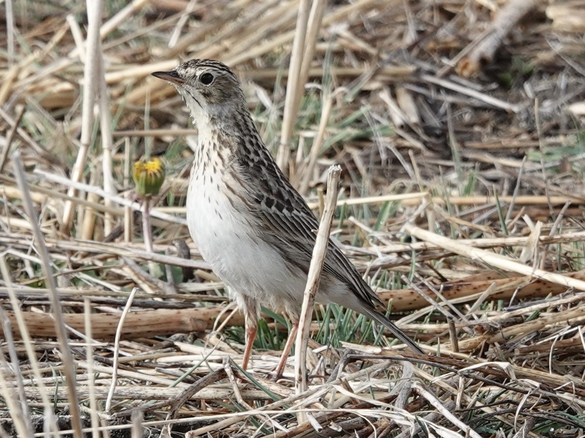 Puna Pipit - ML644910243