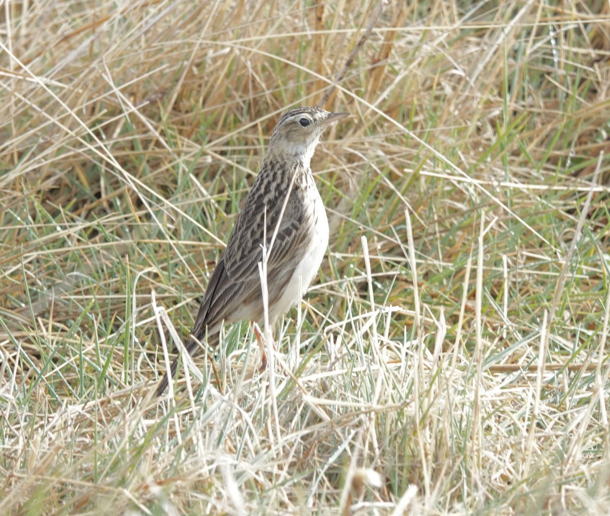 Puna Pipit - ML644910244