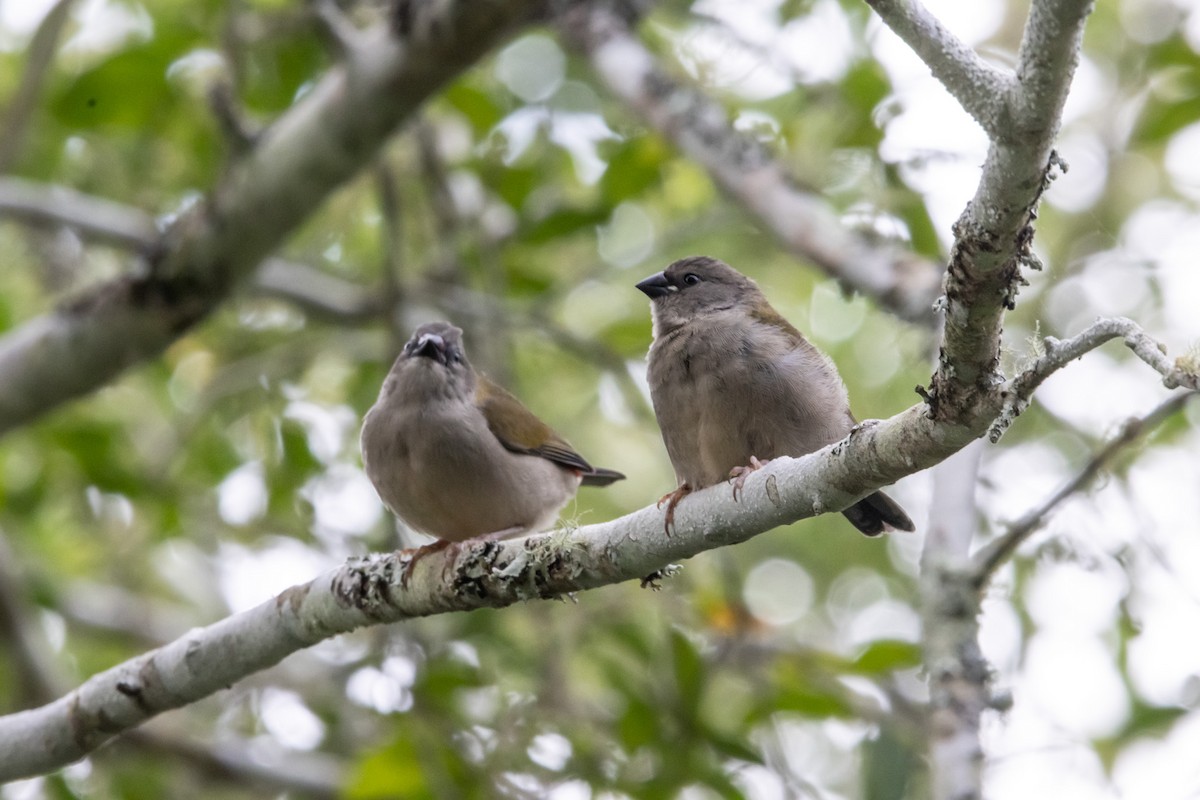 Al Kaşlı Belikınalı - ML644910274