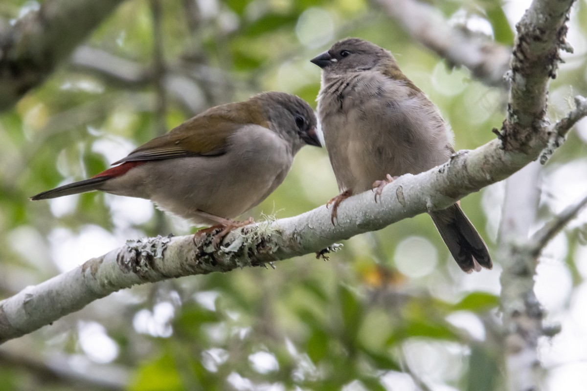 Al Kaşlı Belikınalı - ML644910279