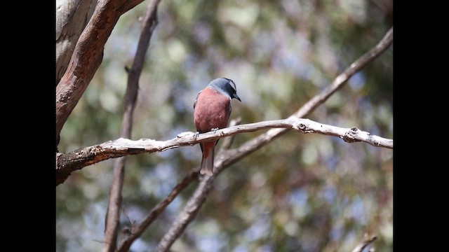 Ланграйн білобровий - ML644910281