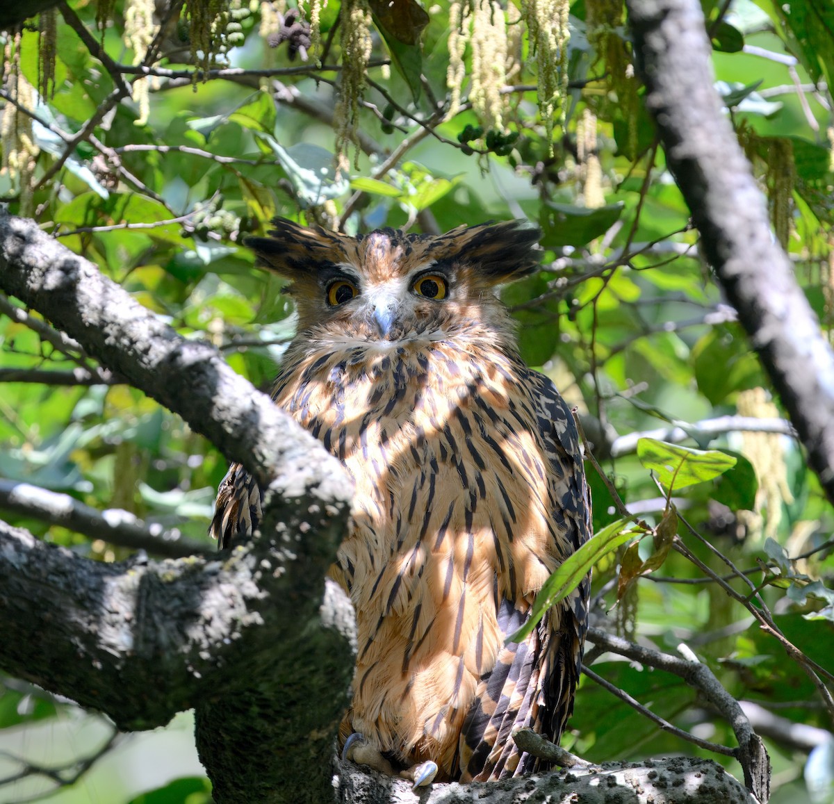 Hontz arrantzale gorrizta - ML644910312