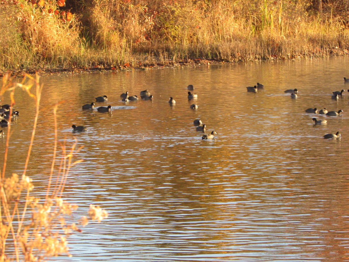 אגמית אמריקנית - ML644910333