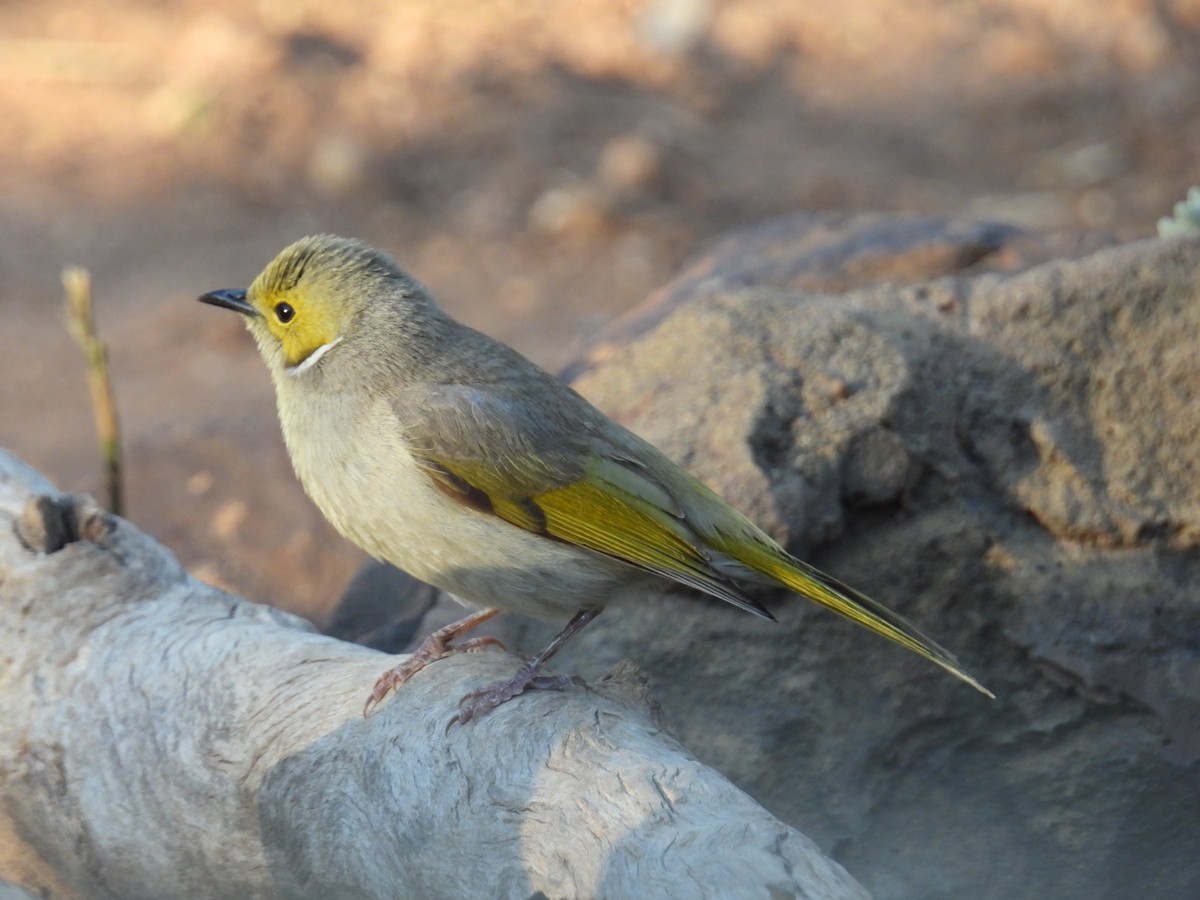 hvitsmykkehonningeter - ML644910334