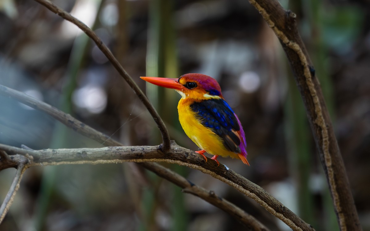 Black-backed Dwarf-Kingfisher - ML644910356