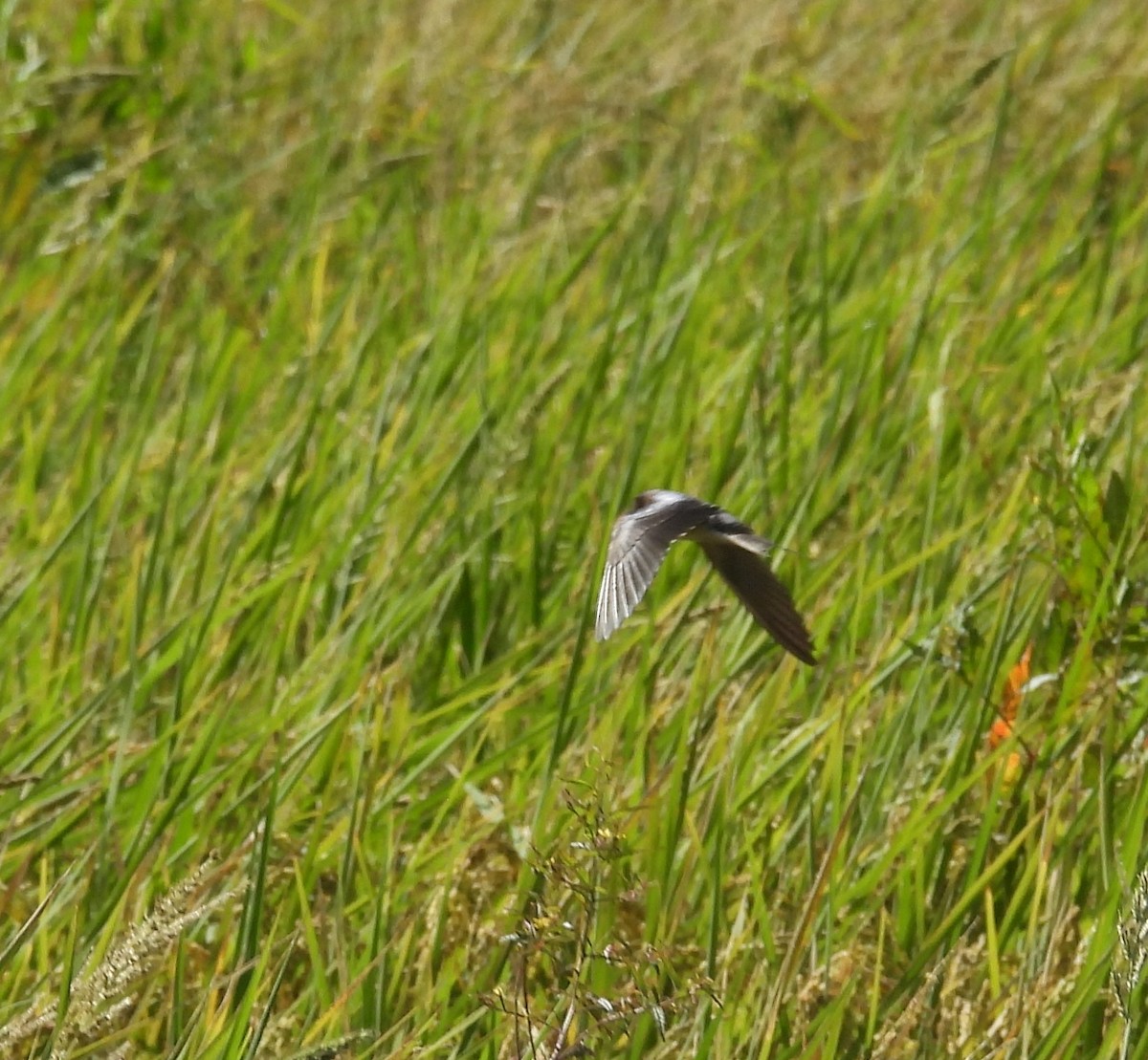 Ластівка сільська - ML644910404