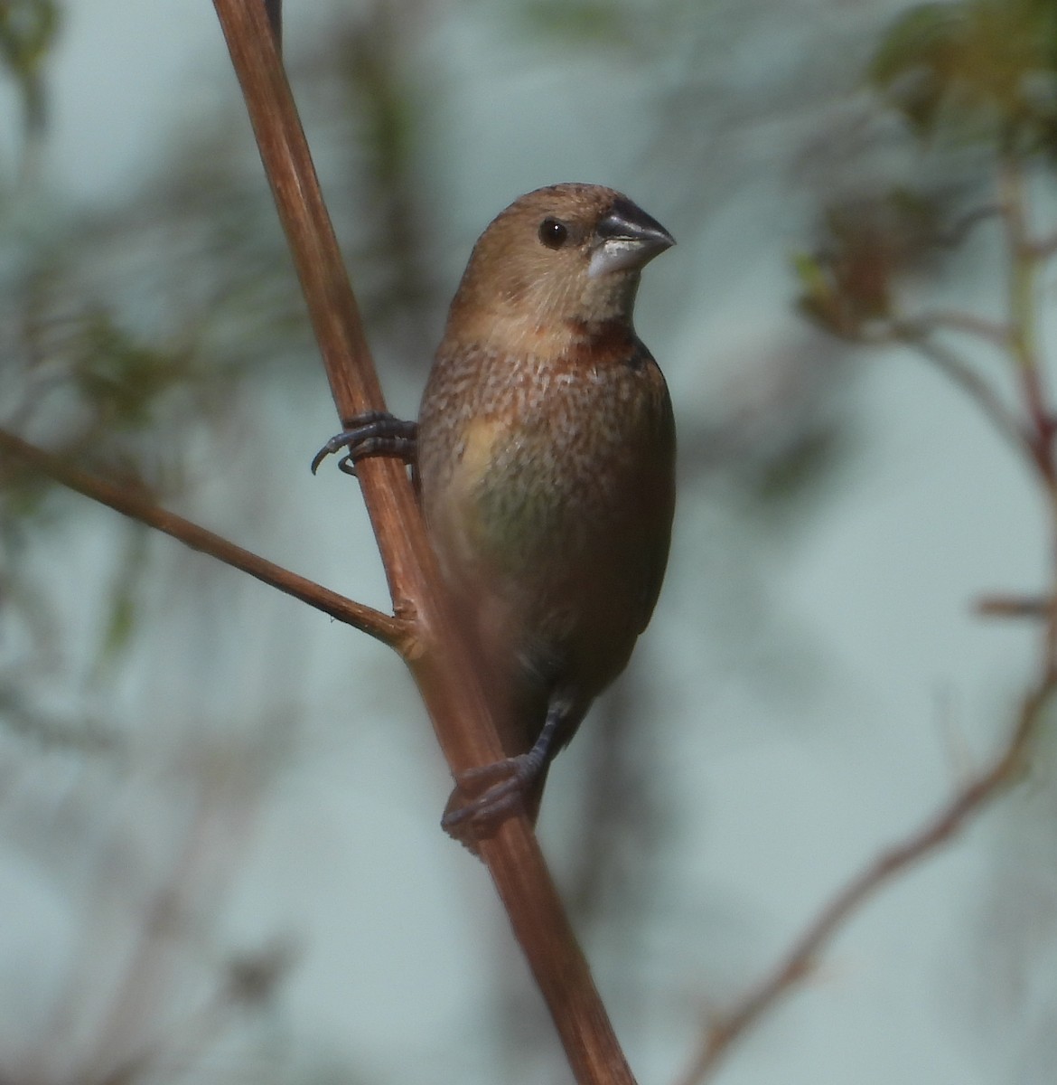 Scaly-breasted Munia - ML644910414