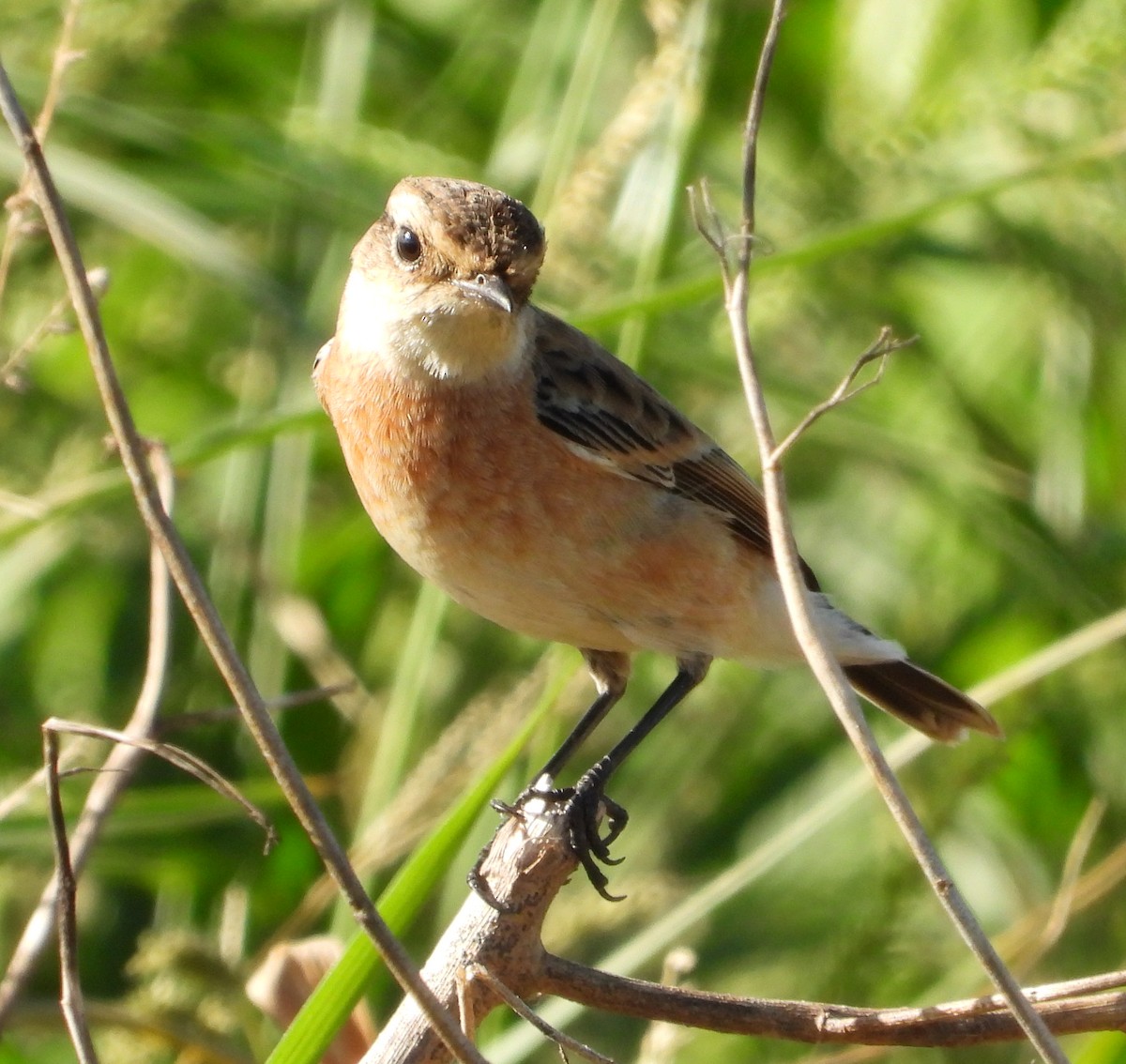 Amur Stonechat - ML644910422
