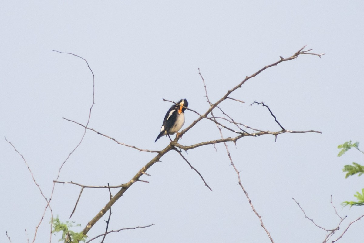 印度鵲椋鳥 - ML644910427