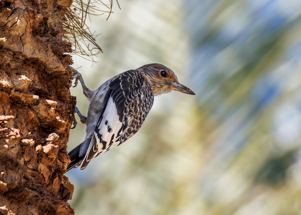 Red-headed Woodpecker - ML644910451