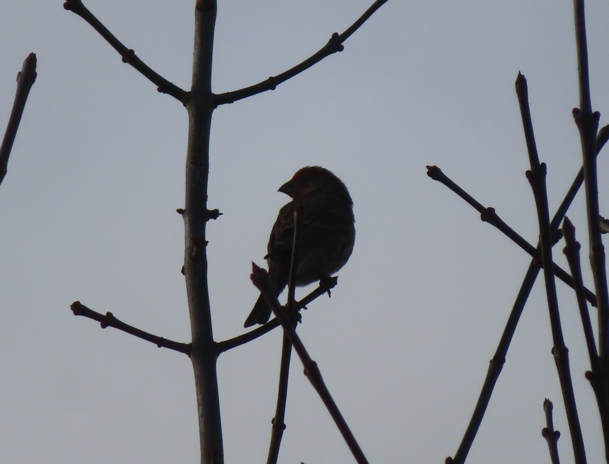 Roselin familier - ML644910461