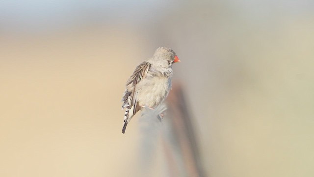 Діамантник зебровий - ML644910478