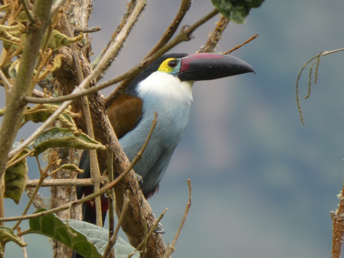 Андигена білощока - ML644910480