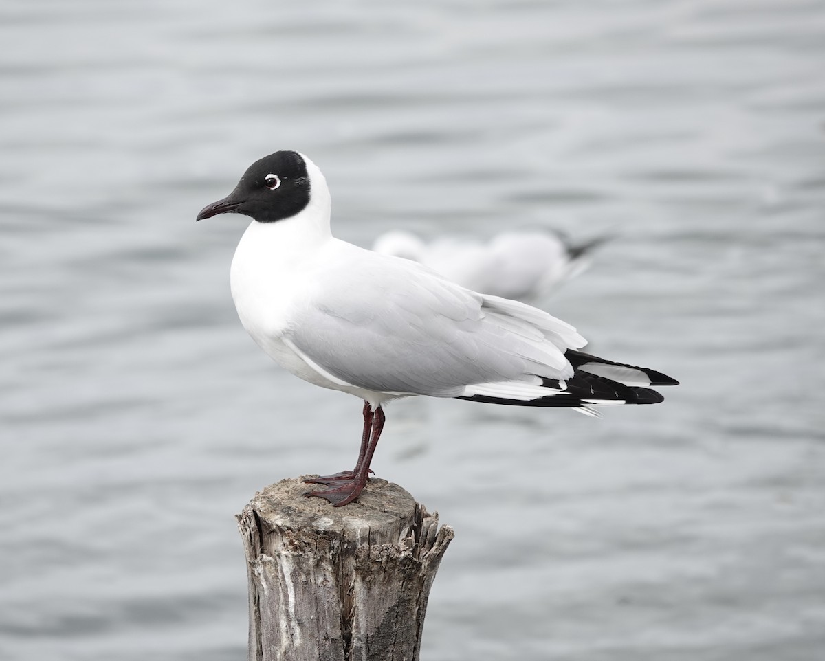 Andean Gull - ML644910489